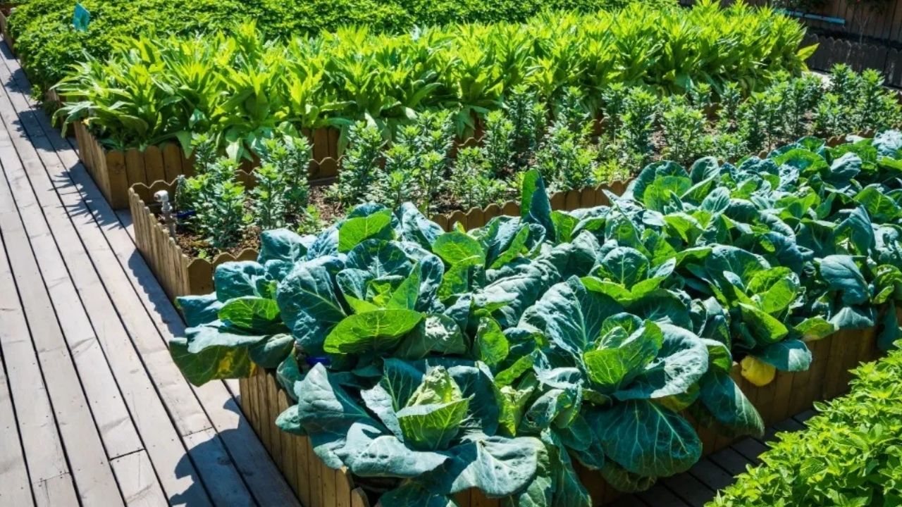 Aproveitando Espaços Reduzidos: Ideias Criativas para Hortas Urbanas