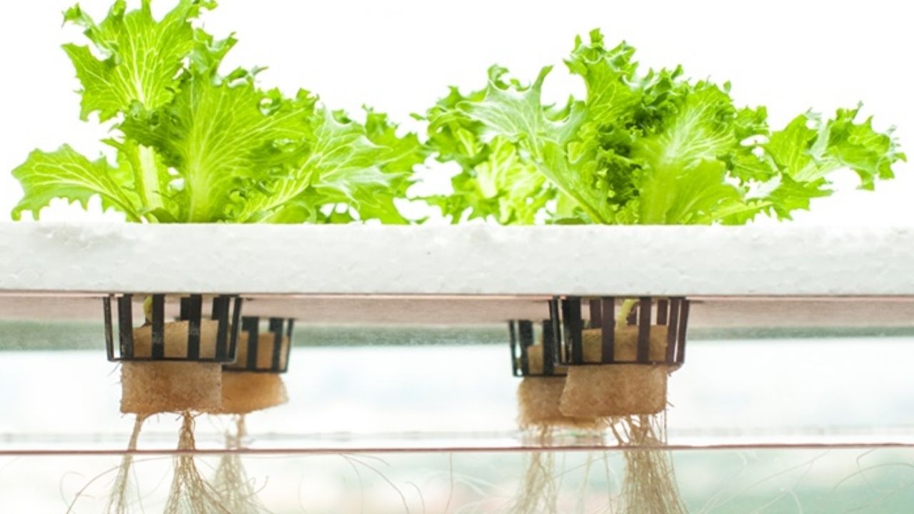 The Best Plants to Start Your Urban Hydroponic Garden