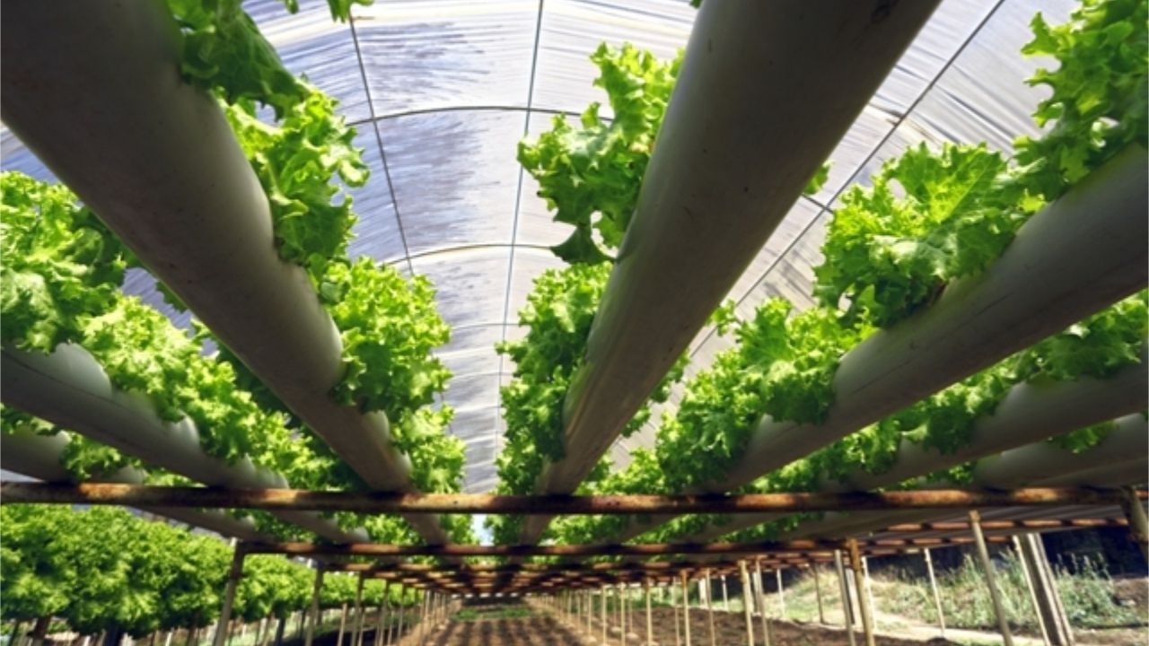 Main Challenges of Urban Hydroponics and How to Overcome Them